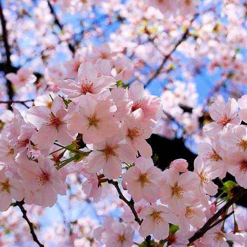 sakura flowers