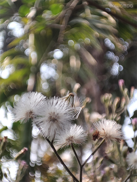 Blooming flowers ...