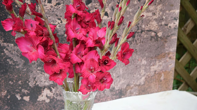 Bunga merah varietas GLADIOLUS yang menarik perhatian