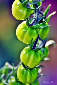 Jacob's Cherry