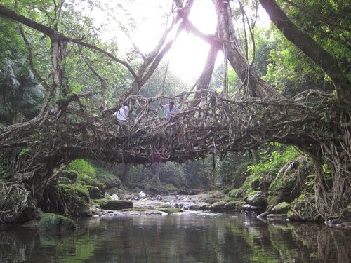 jingkieng deingjris - living bridge