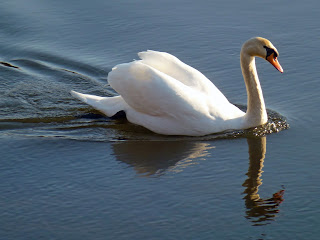 A mute swan glides upstream on a spring evening on the River Cleddau at Fortune's Frolic