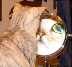 Funny cats - part 95 (40 pics + 10 gifs), cat pictures, cat facing a mirror