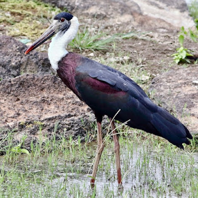 "Woolly-necked Stork, resident on the bank of the duck pond Achalgarh."