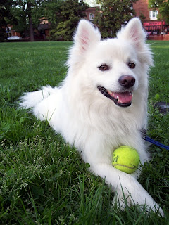 American Eskimo Puppy Pictures