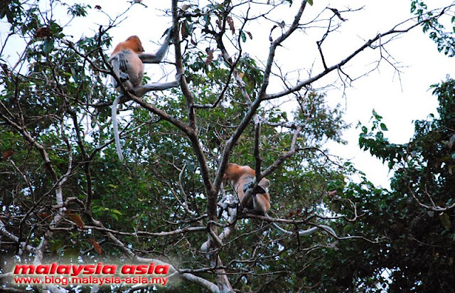 photos of proboscis monkeys at kinabatangan