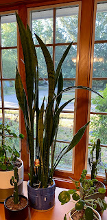 a large house plant of the snake plant variety