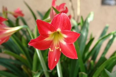 A beautiful red lily