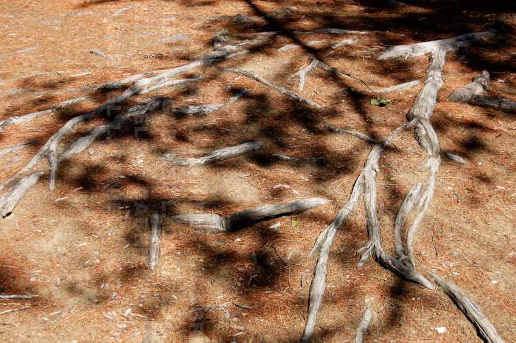 Tree roots at Kilowatt Park in Wilder, Vermont (photo by Gabriel L. Daniels)