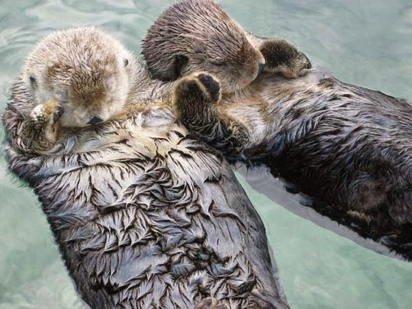 Here Are 24 Awesome Things You Didn't Know About Animals. #11 Just Made My Week. - Sea otters hold each other's paws when they sleep so they don't drift apart