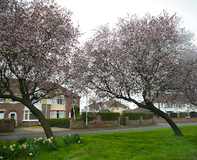 Blossom trees in Bridgwater