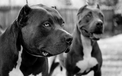 2 pitbulls noirs