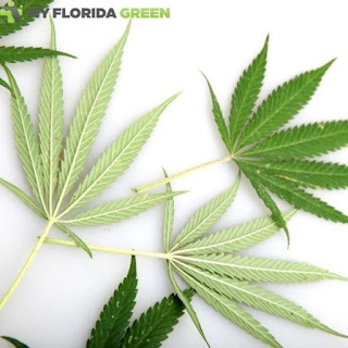 Medical Marijuana