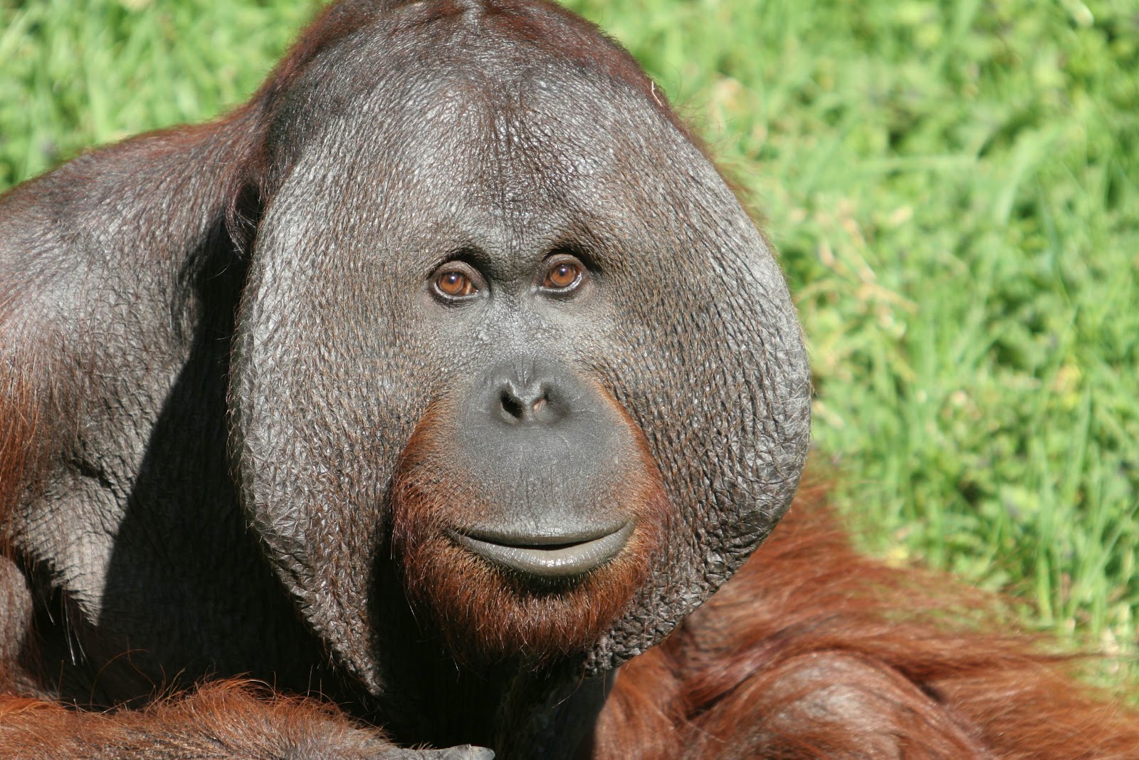 The Bornean Orangutan 
