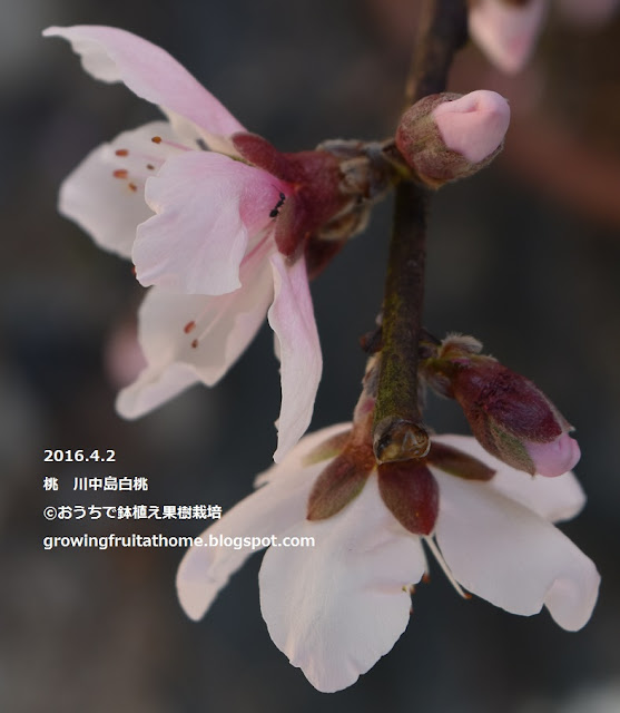 桃の川中島白桃という品種の開花