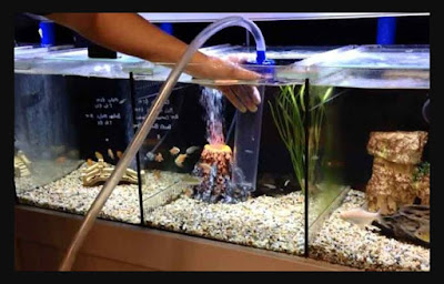 Cara Penggunaan Penjernih Air Aquarium