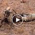 Leopard vs Warthog Then Hyena