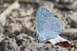 mariposa-nayade-celastrina-argiolus-posada-en-el-suelo-