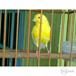 Foto Gambar Burung Kenari AF Super, Warna Kuning Polos