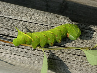 Chenille du Sphinx aveugle - Paonias excaecatus