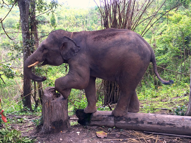 elefant, elephant, thailand, mahut, dschungel, jungle, hug elephants sanctuara, nationalpark, chiang mai, urlaub, holiday, nature, wildlife, wildtier, natur