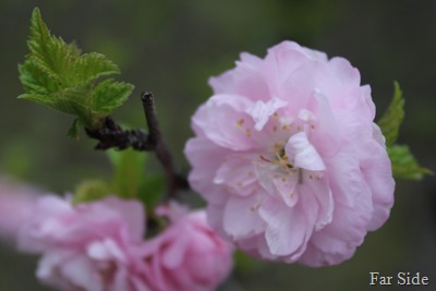 Double Flowering Plum