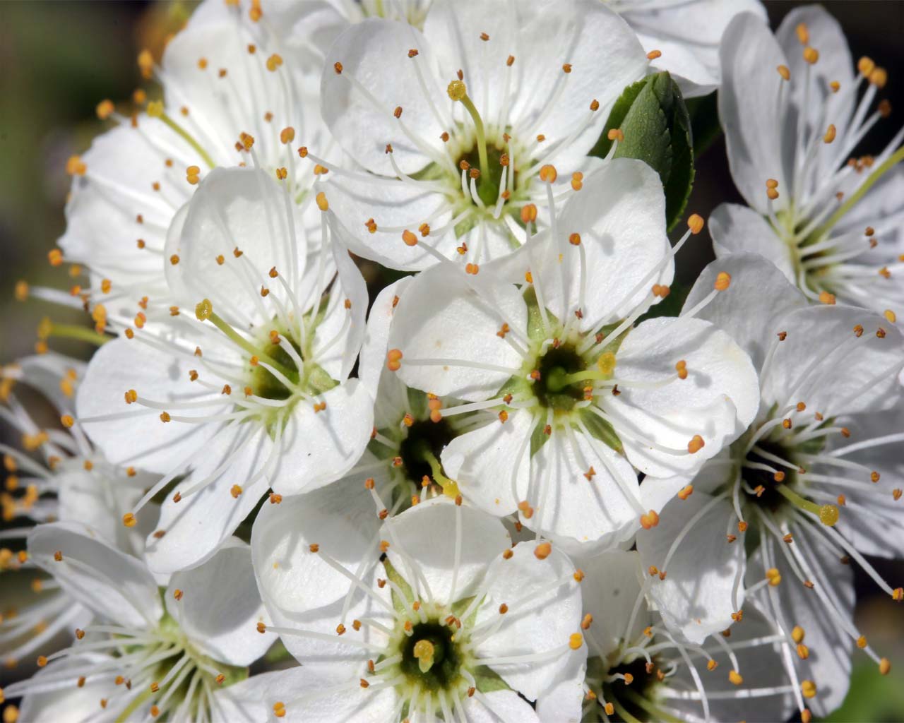 Hawthorn Flower Wallpaper 