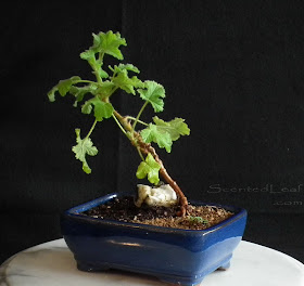 Miniature living pelargonium bonsai Snowflake in blue bonsai pot