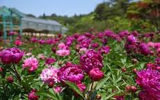 Guide How to Plant and Care Plants Peonies With Good and Right