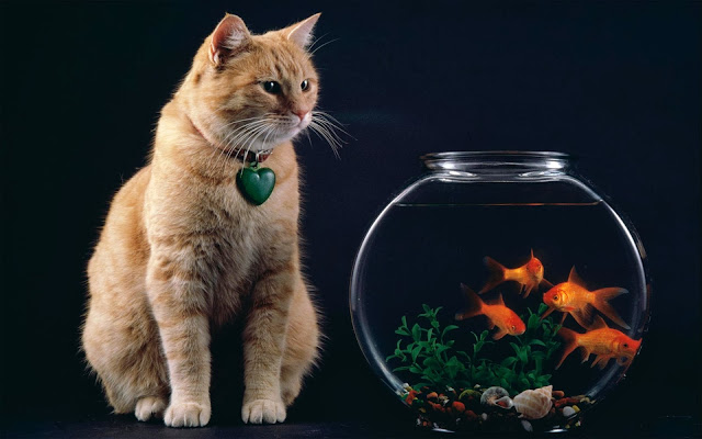 Beautiful Cat & Gold Fish HD Wallpaper Free