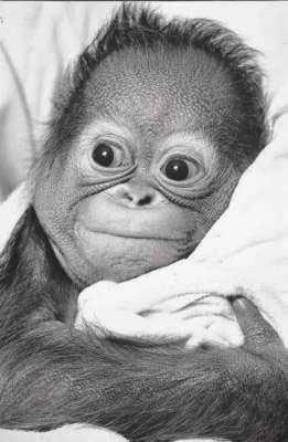 Baby Monkeys Pictures on Cute Little Baby Monkeys   Baby Animal Pictures