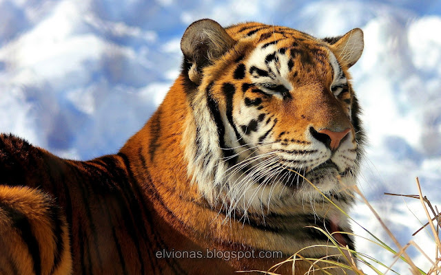 Tiger Animal Photos