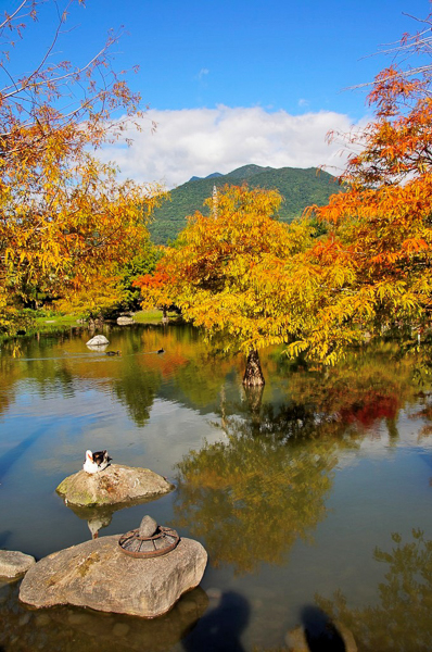 花蓮吉安松湖驛站落羽松秘境，欣賞浪漫水中落羽松，還有小鴨悠游