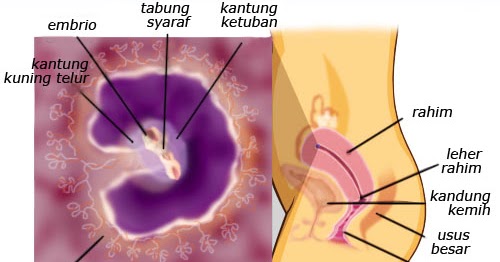 Minggu Ke 1-12 Kehamilan dan Tips nya (2) - DokterMuslimah.com