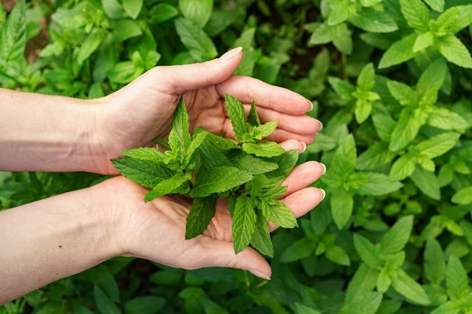 How to Care Mint Plants Indoor