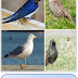 50 बिलियन: पृथ्वी पर पक्षियों की कुल अनुमानित जनसंख्या/50 Billion: Estimated Total Bird population on Earth
