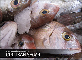 Mengenali ciri-ciri Ikan yang masih segar