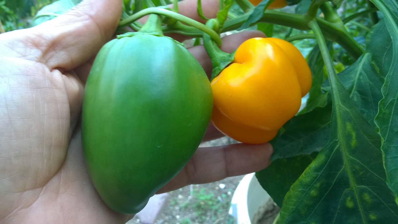 my organic bell peppers