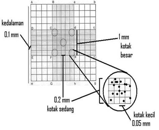 Kotak hemositometer