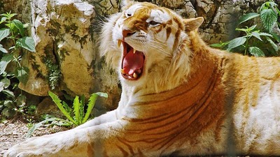 BEAUTIFUL GOLDEN TABBY TIGER