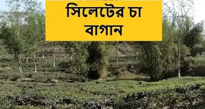 সিলেটে চা বাগান দেখার অনুভূতি ব্যক্ত করে দিনলিপি লেখ