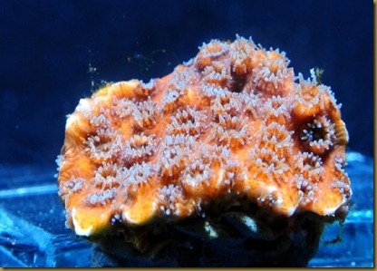 Oculina Patagonica