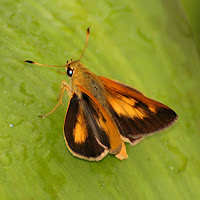 Rare Skipper