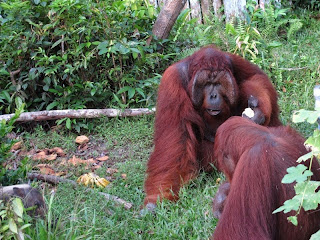 Hutan Dengan Hewan Endemik Paling Unik Di Indonesia