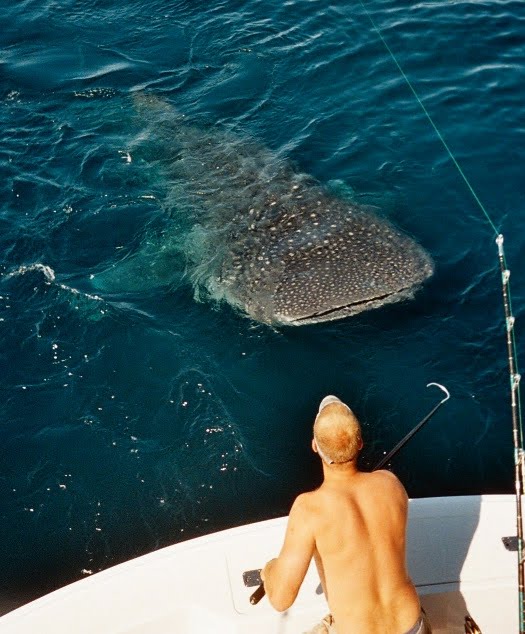 endangered whale  shark