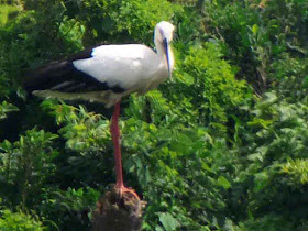 bird, stork, Okinawa