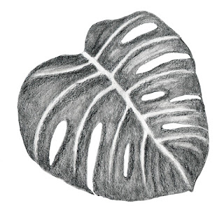 Monstera leaf pencil drawing III