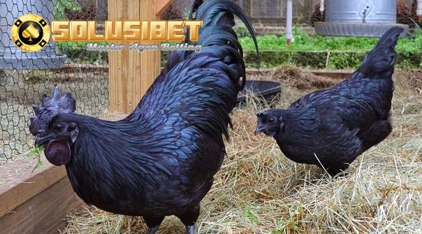 https://www.solusibet.com/sabung-ayam-online.htm