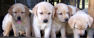 Anakan Anjing Labrador Retriever