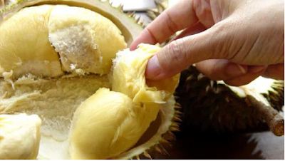 Berbagai Manfaat Dan Bahaya Buah Durian Bagi Kesehatan Tubuh Anda